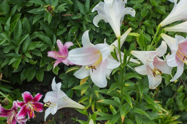 Lilie květina — Stock fotografie