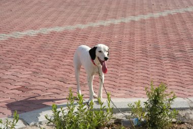 tatlı Dalmaçya köpeği.