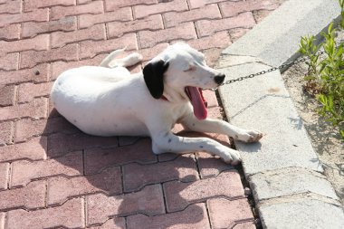 tatlı Dalmaçya köpeği.