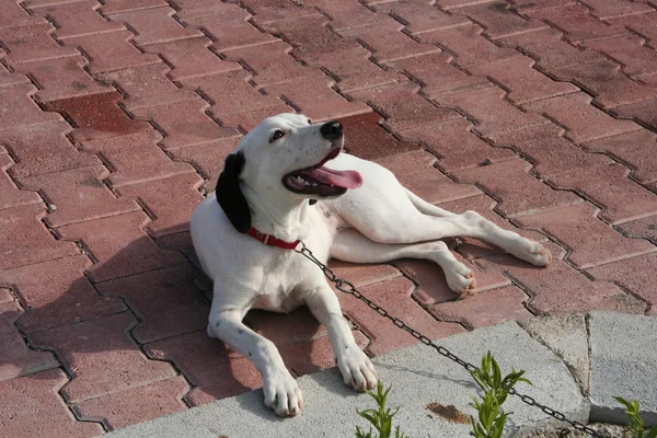 Cane carino dalmata . — Foto Stock