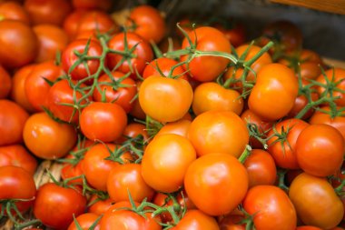 Bir grup taze domates.