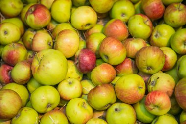 kırmızı ve sarı elmalar