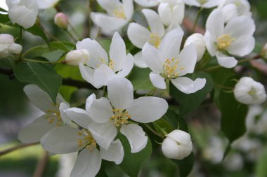 Çiçekli elma ağacı.
