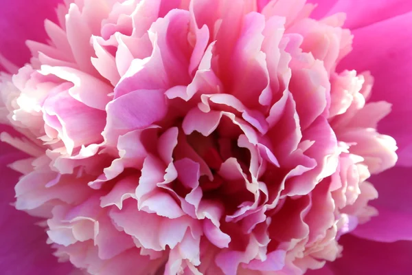 Vértes gyönyörű rózsaszín bazsarózsa. — Stock Fotó