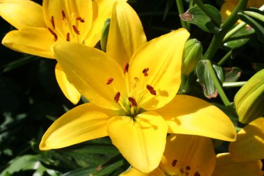 Sarı Zambak çiçeği.