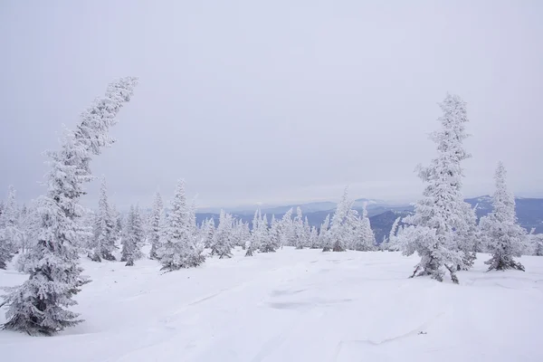 Güzel kış manzarası. — Stok fotoğraf