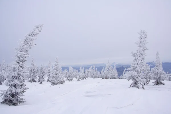 Hermoso paisaje de invierno. — Foto de Stock