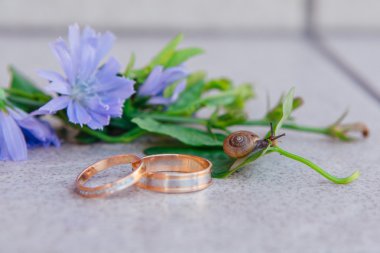 Alyans ile salyangoz yaprakların üzerine