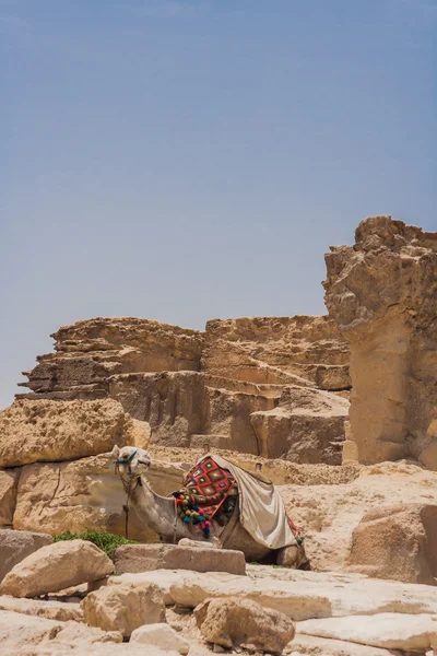 Camel och giza-pyramiderna — Stockfoto