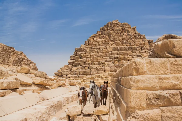 Kamel- und Gizapyramiden — Stockfoto