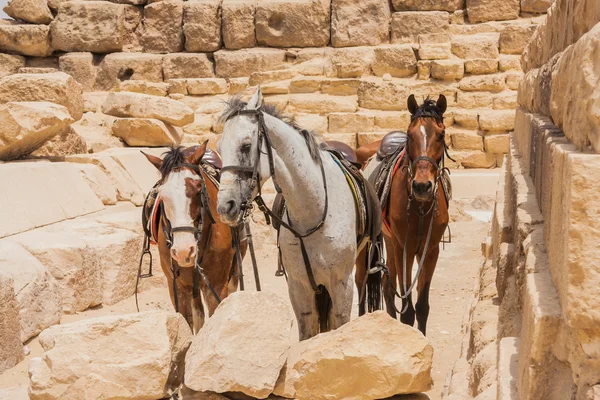 Kameel en giza pyramids — Stockfoto