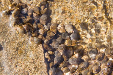 deniz kabukları suyun altında