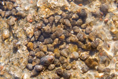 deniz kabukları suyun altında