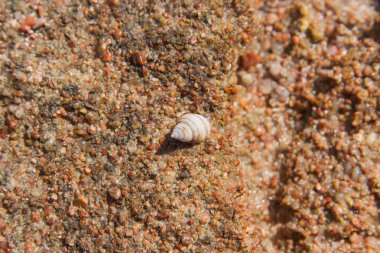 Deniz kabuklarını ıslak üzerinde göndermek