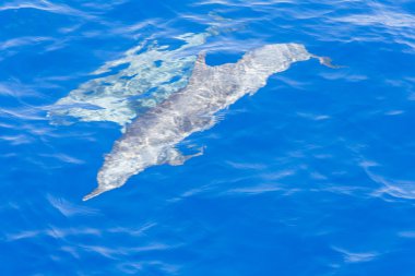 Yunuslar su altında.