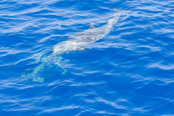 Les dauphins sous l'eau . — Photo