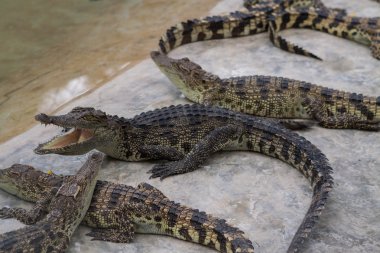 Timsah çiftliğinde.