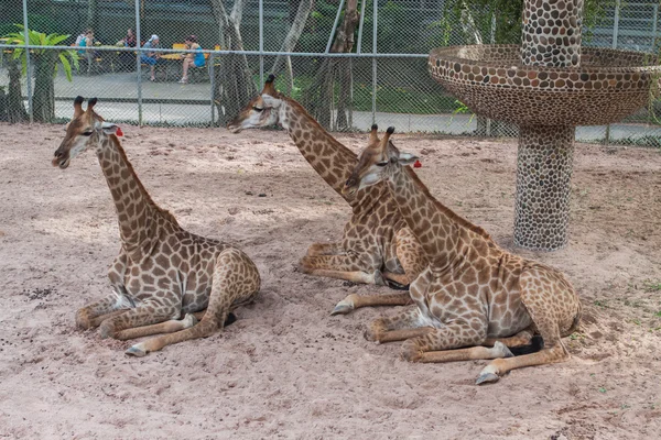 在动物园里三只长颈鹿 — 图库照片