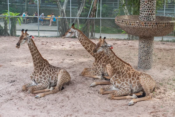 Drie giraffen in een dierentuin — Stockfoto