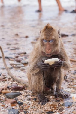 maymun. Yengeç yiyen şebeği. Asya Tayland