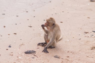 maymun. Yengeç yiyen şebeği. Asya Tayland