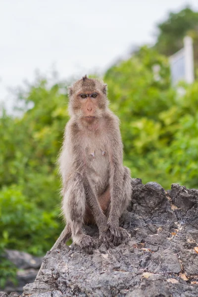 Monkey. Crab-eating macaque. Asia Thailand — Stock Photo, Image