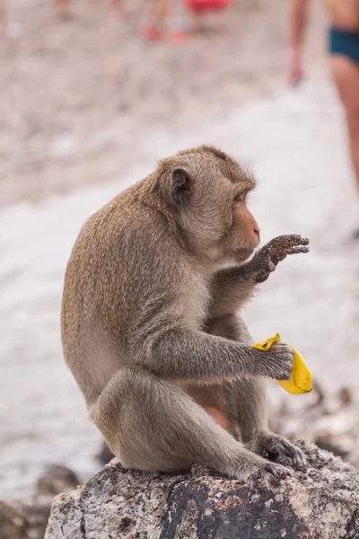 Aap. Krabbenetende makaak. Azië thailand — Stockfoto