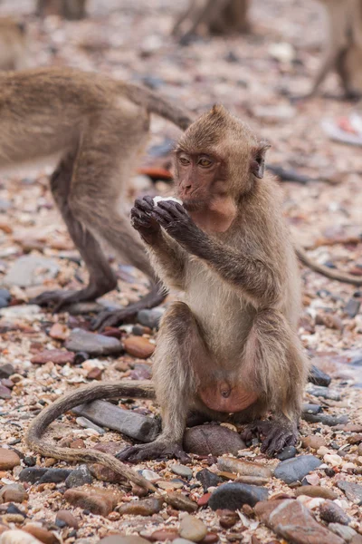Opice. Krab jíst makaků. Asie Thajsko — Stock fotografie