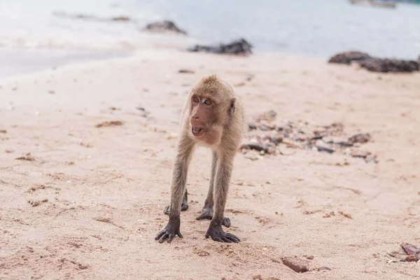 Aap. Krabbenetende makaak. Azië thailand — Stockfoto