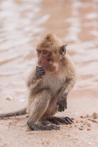 Scimmia. Macaco mangia granchi. Asia Thailandia — Foto Stock