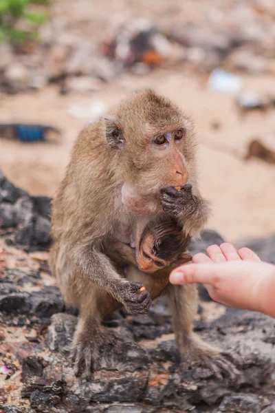 Monkey. Crab-eating macaque. Asia Thailand — Stock Photo, Image