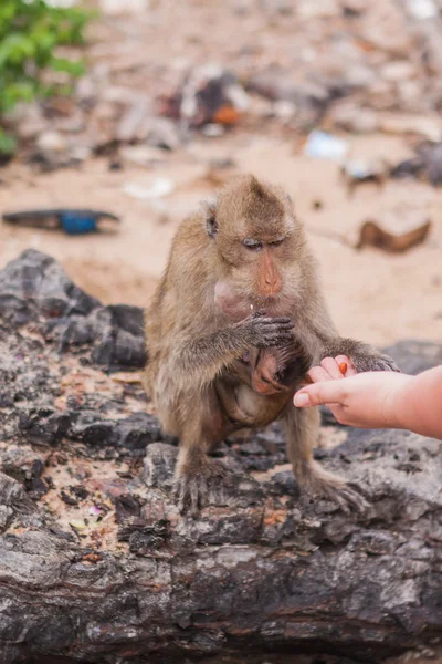 Opice. Krab jíst makaků. Asie Thajsko — Stock fotografie