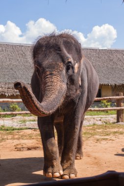 Tayland'da fil göster.