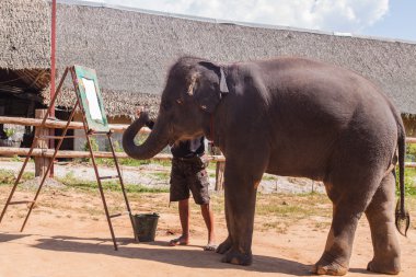 Tayland'da fil göster.