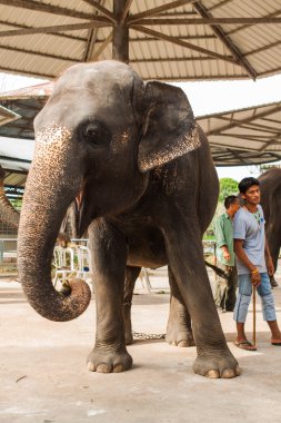 Tayland'da fil göster.