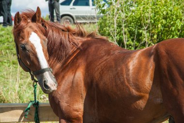 Güzel kahverengi futbol.