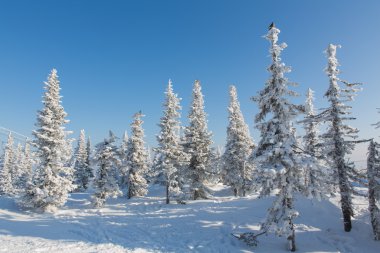 Güzel kış manzarası.