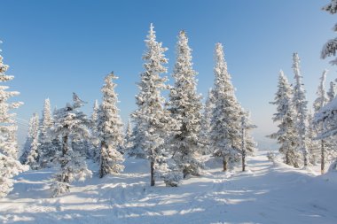 Güzel kış manzarası.
