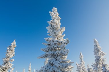 Güzel kış manzarası.