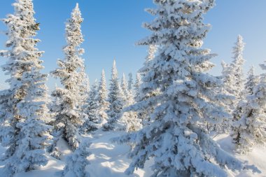 Güzel kış manzarası.