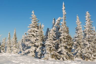 Güzel kış manzarası.
