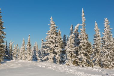 Güzel kış manzarası.