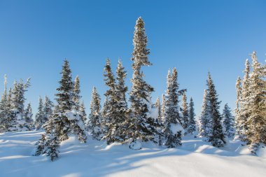 Güzel kış manzarası.