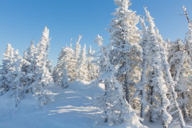 Güzel kış manzarası.