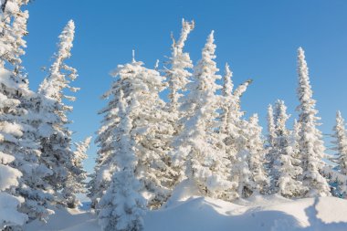 Güzel kış manzarası.