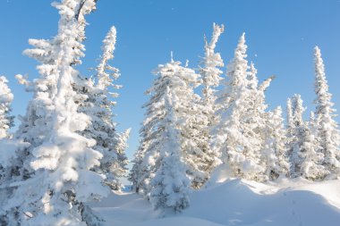 Güzel kış manzarası.