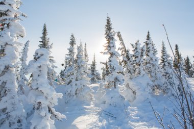 Güzel kış manzarası.