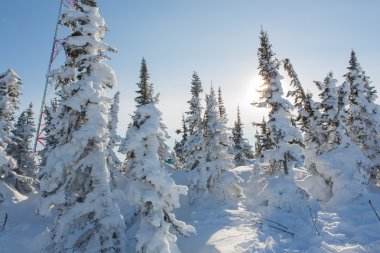 Güzel kış manzarası.
