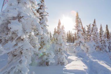 Güzel kış manzarası.