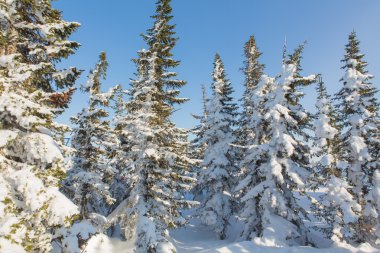 Güzel kış manzarası.